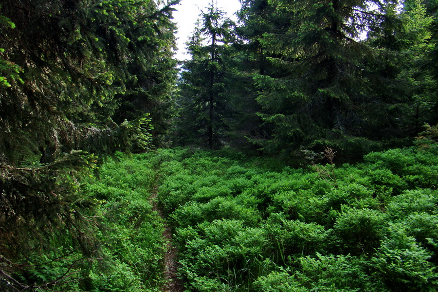 Fabova hoľa (s nocľahom) (Muránska planina)