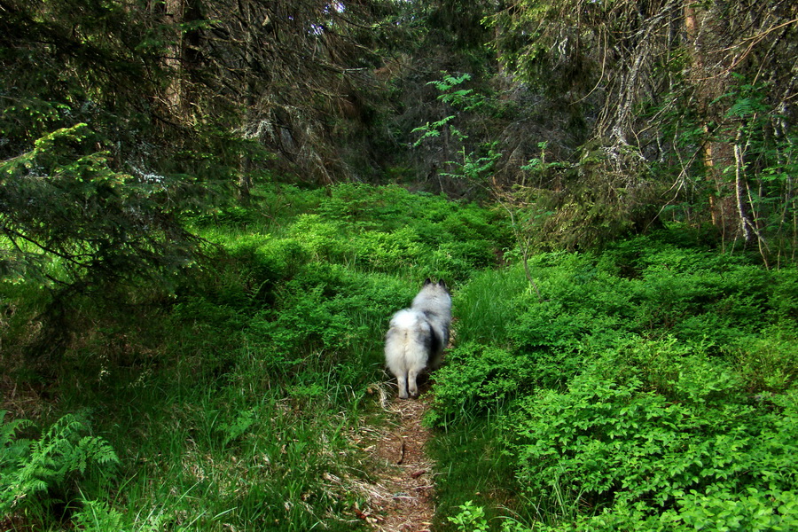 Fabova hoľa (s nocľahom) (Muránska planina)