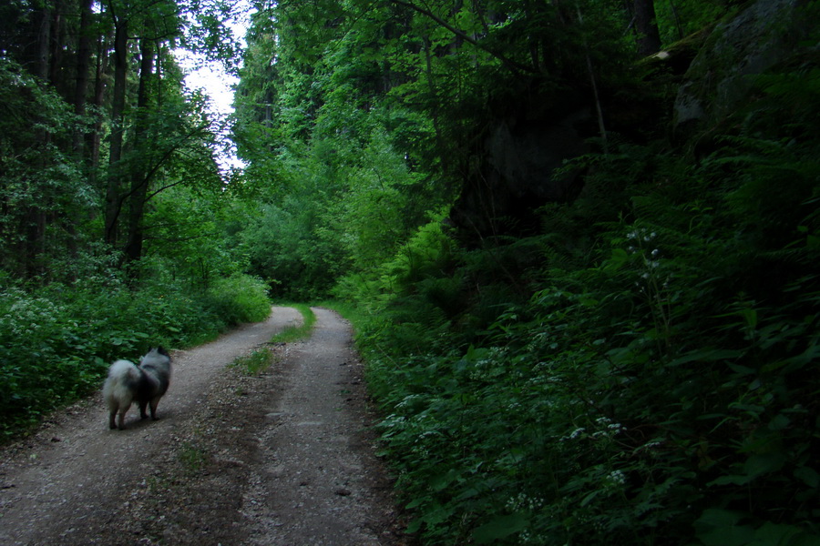 Fabova hoľa (s nocľahom) (Muránska planina)