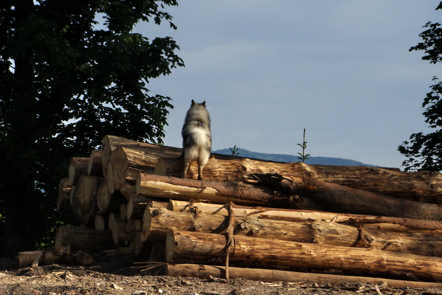 Fabova hoľa (s nocľahom) (Muránska planina)