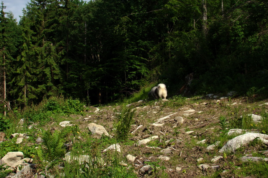 Fabova hoľa (s nocľahom) (Muránska planina)