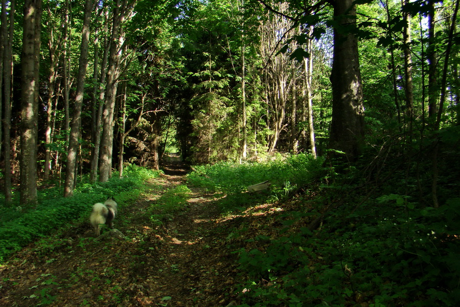 Fabova hoľa (s nocľahom) (Muránska planina)