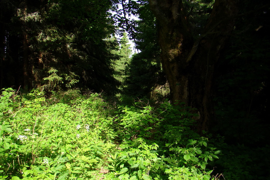 Fabova hoľa (s nocľahom) (Muránska planina)