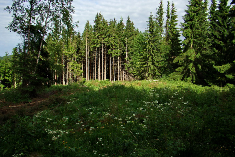 Fabova hoľa (s nocľahom) (Muránska planina)