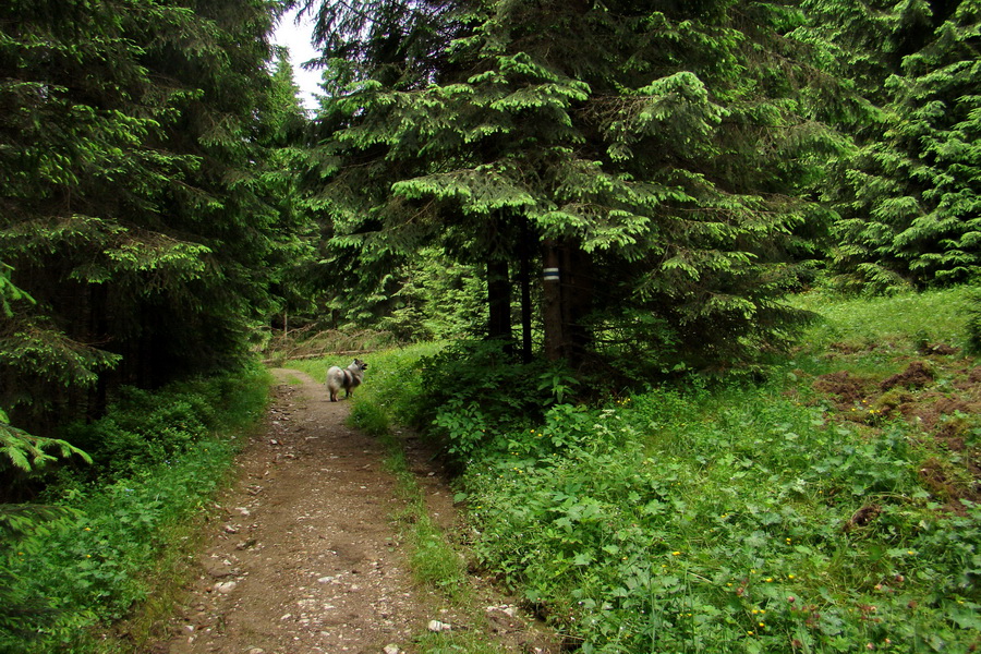 Havrania skala (Slovenský raj)