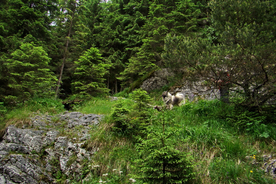 Havrania skala (Slovenský raj)