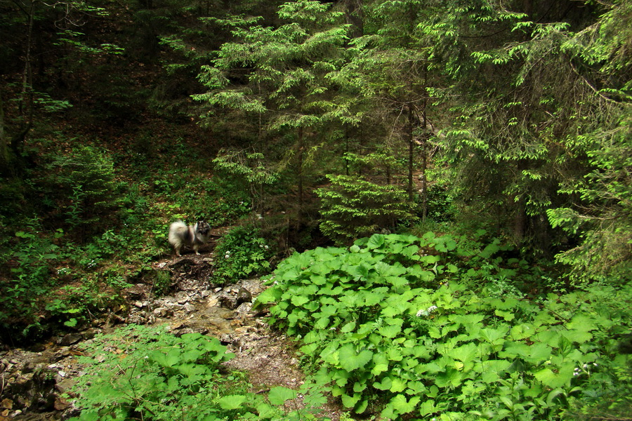 Havrania skala (Slovenský raj)