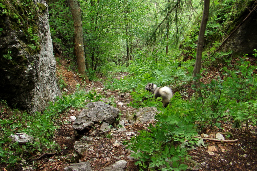 Havrania skala (Slovenský raj)