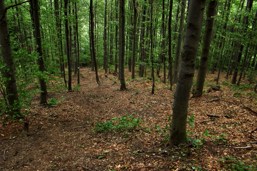 Havrania skala (Slovenský raj)