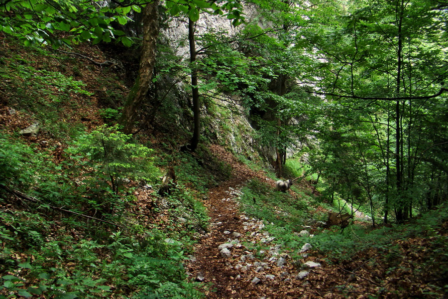 Havrania skala (Slovenský raj)