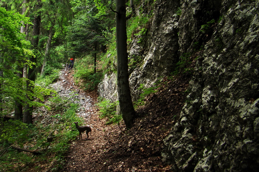 Havrania skala (Slovenský raj)