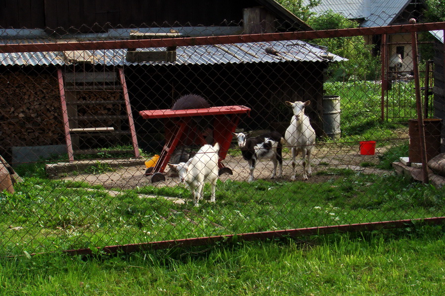 Havrania skala (Slovenský raj)