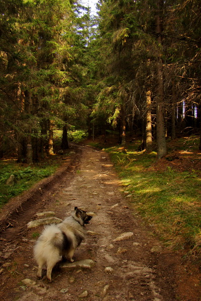 Hladké sedlo (Vysoké Tatry)