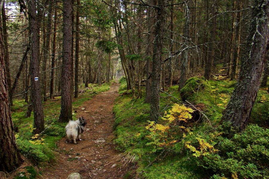 Hladké sedlo (Vysoké Tatry)