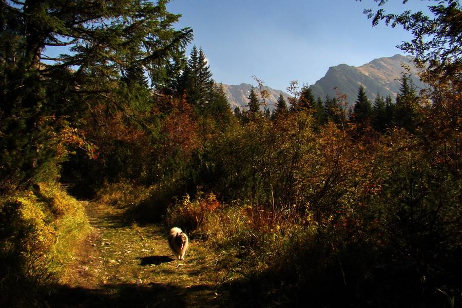 Hladké sedlo (Vysoké Tatry)