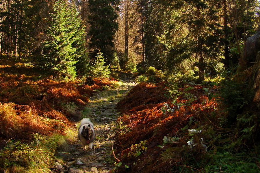 Hladké sedlo (Vysoké Tatry)