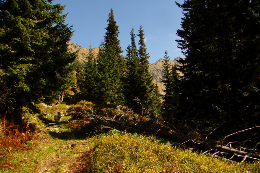 Hladké sedlo (Vysoké Tatry)