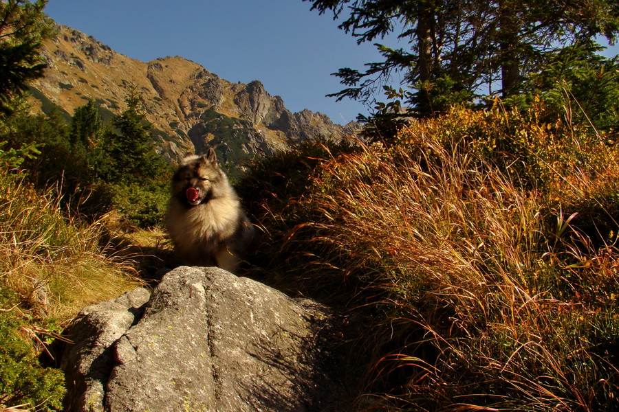 Hladké sedlo (Vysoké Tatry)