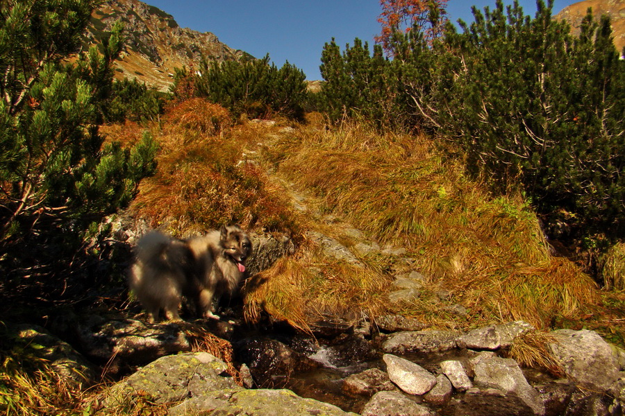 Hladké sedlo (Vysoké Tatry)