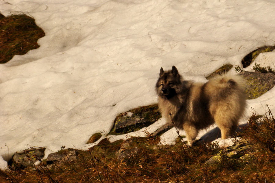 Hladké sedlo (Vysoké Tatry)