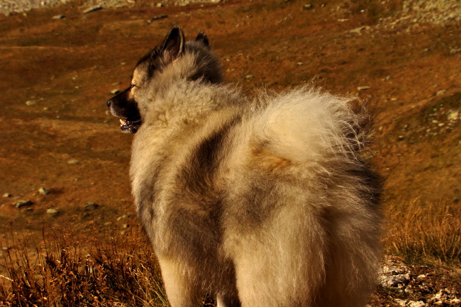 Hladké sedlo (Vysoké Tatry)