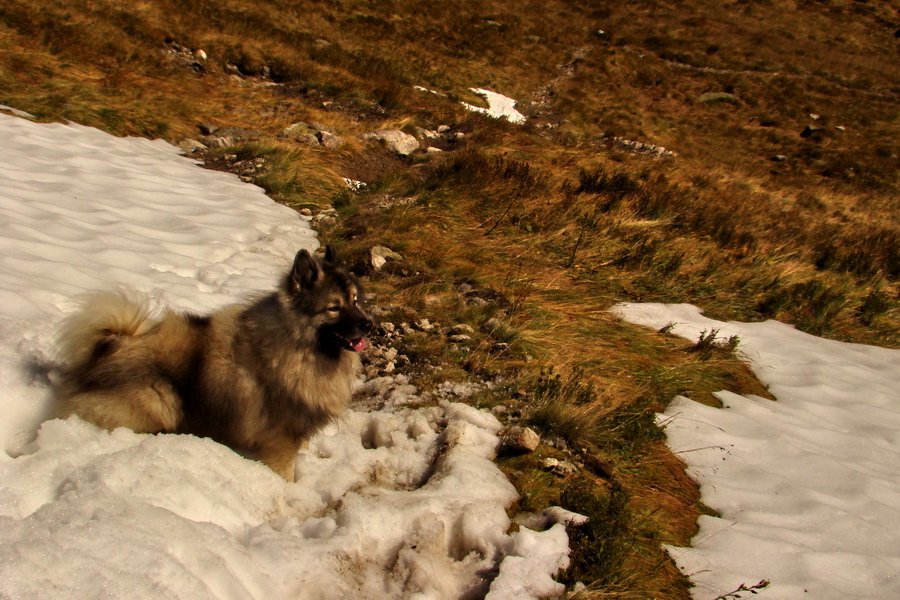 Hladké sedlo (Vysoké Tatry)