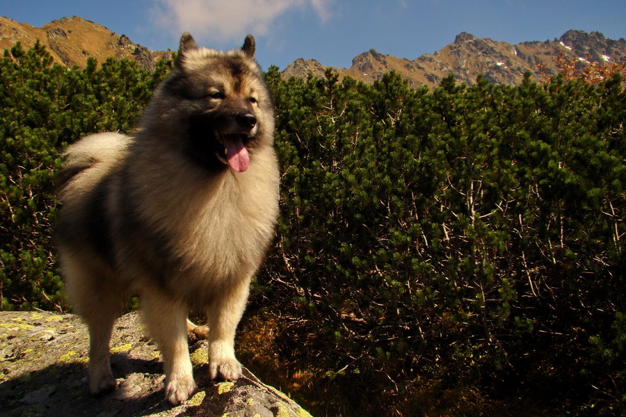 Hladké sedlo (Vysoké Tatry)