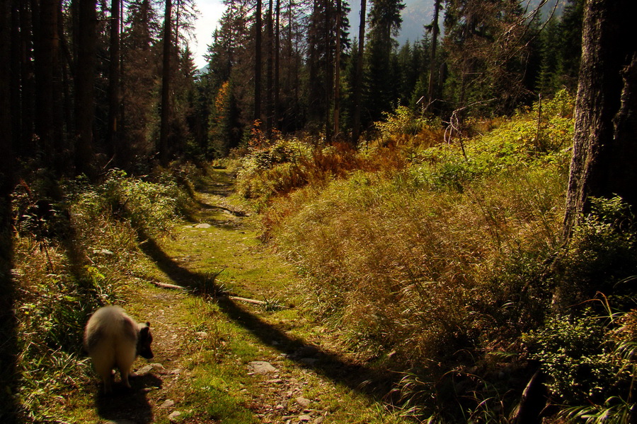 Hladké sedlo (Vysoké Tatry)