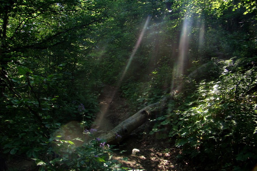 Hrebeňovka Lúčanskej Malej Fatry - 1 deň (Malá Fatra)