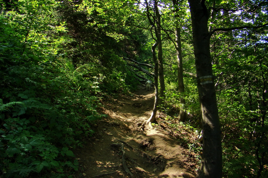 Hrebeňovka Lúčanskej Malej Fatry - 1 deň (Malá Fatra)