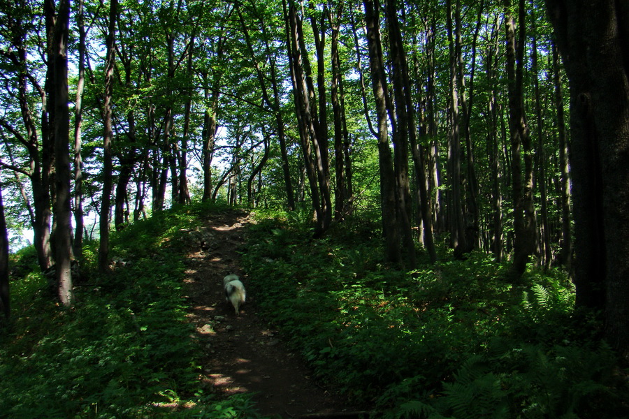 Hrebeňovka Lúčanskej Malej Fatry - 1 deň (Malá Fatra)