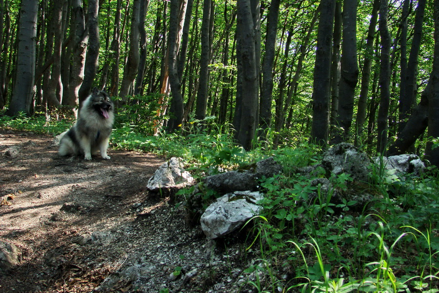 Hrebeňovka Lúčanskej Malej Fatry - 1 deň (Malá Fatra)