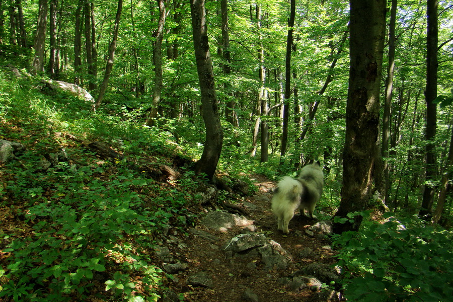 Hrebeňovka Lúčanskej Malej Fatry - 1 deň (Malá Fatra)