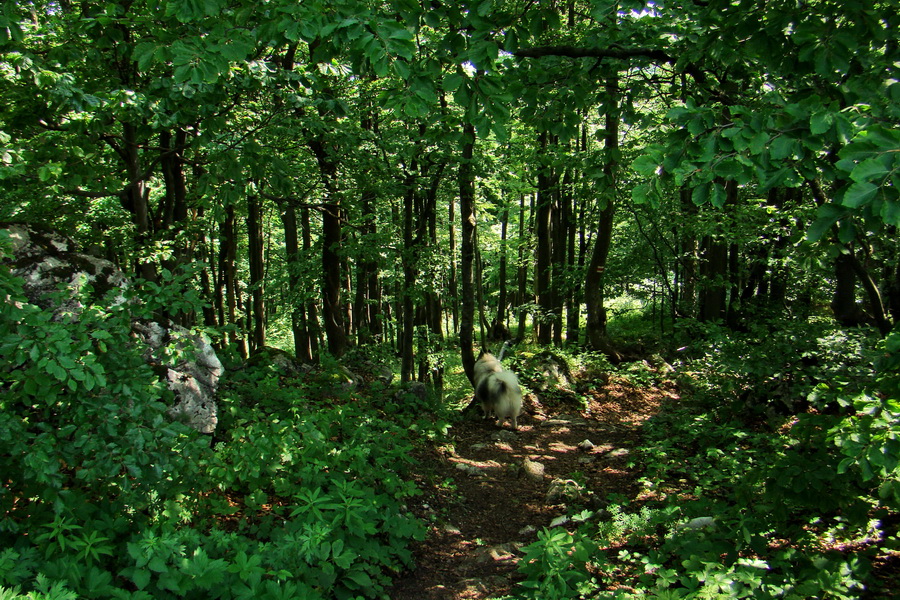 Hrebeňovka Lúčanskej Malej Fatry - 1 deň (Malá Fatra)