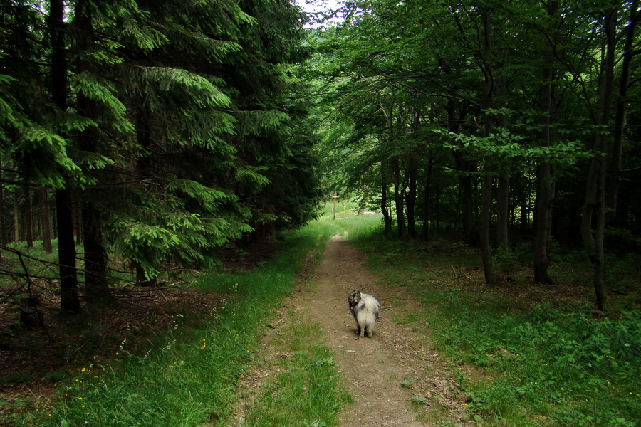 Hrebeňovka Lúčanskej Malej Fatry - 1 deň (Malá Fatra)