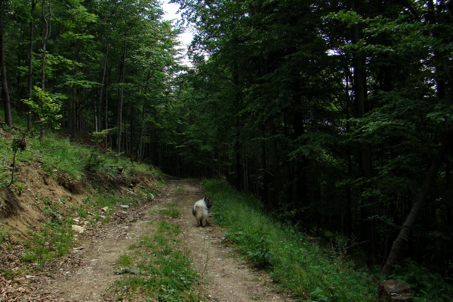 Hrebeňovka Lúčanskej Malej Fatry - 1 deň (Malá Fatra)