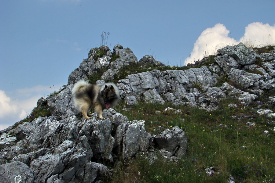 Hrebeňovka Lúčanskej Malej Fatry - 1 deň (Malá Fatra)