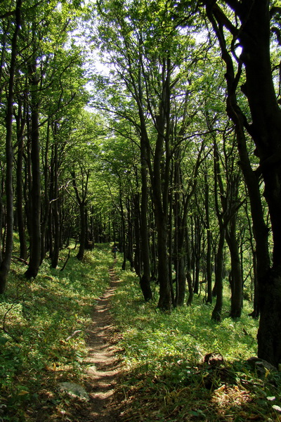 Hrebeňovka Lúčanskej Malej Fatry - 1 deň (Malá Fatra)