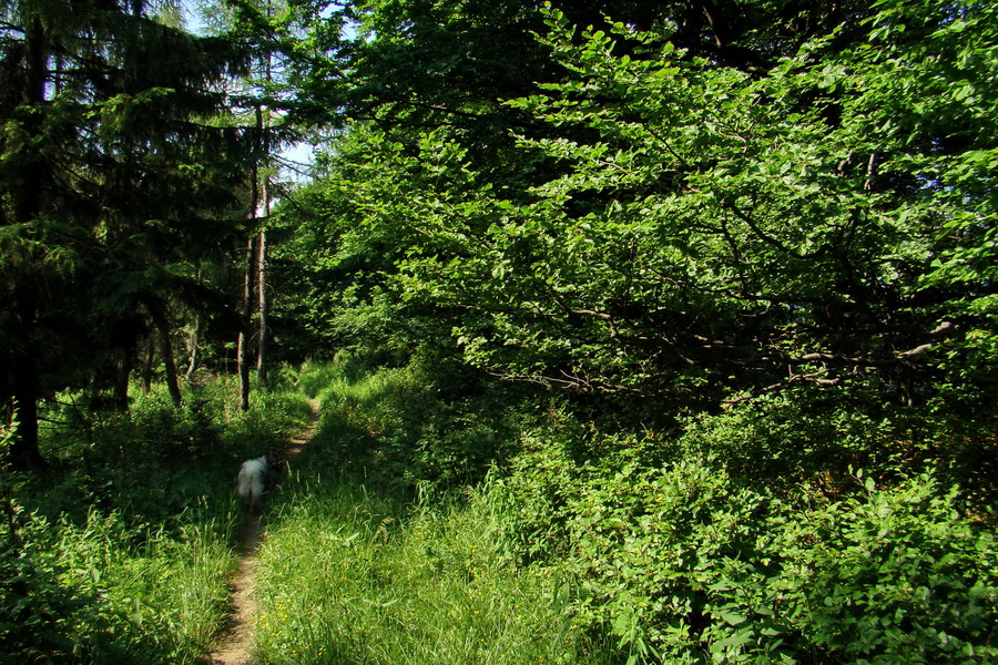 Hrebeňovka Lúčanskej Malej Fatry - 1 deň (Malá Fatra)