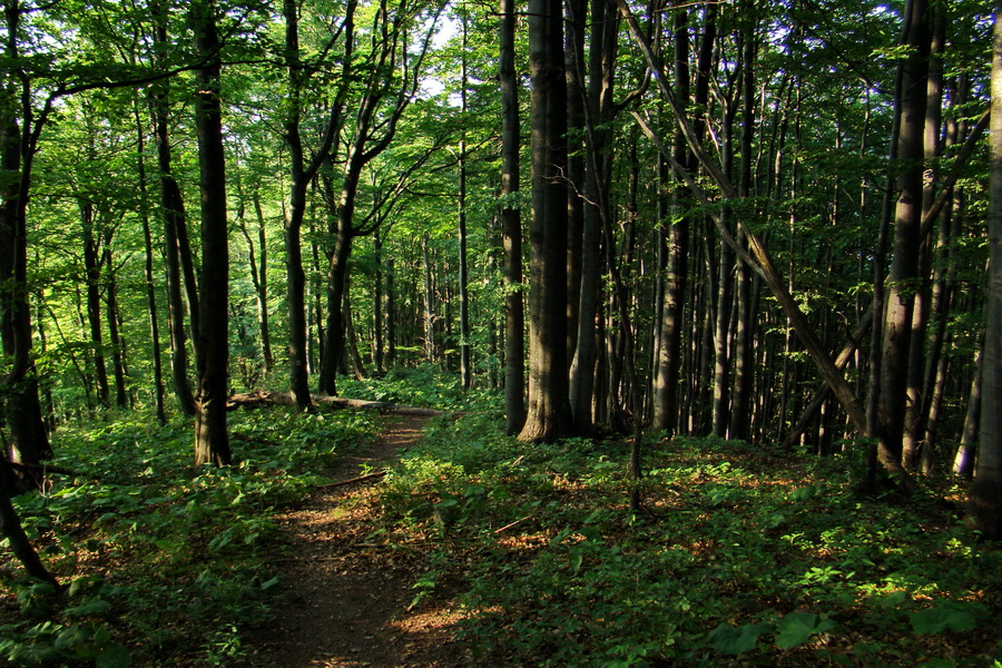 Hrebeňovka Lúčanskej Malej Fatry - 1 deň (Malá Fatra)