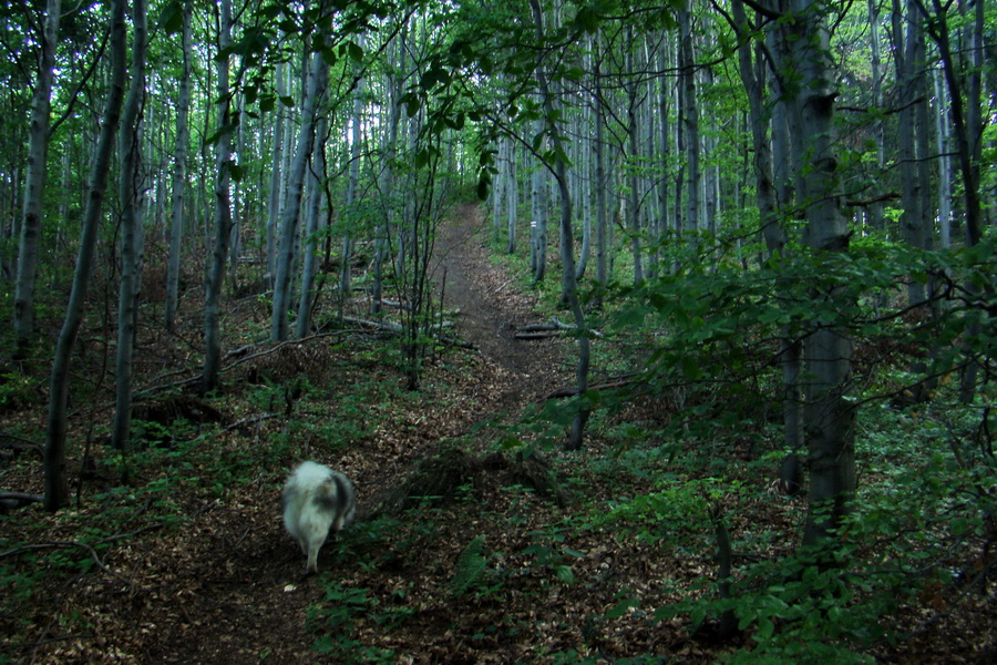 Hrebeňovka Lúčanskej Malej Fatry - 2 deň (Malá Fatra)