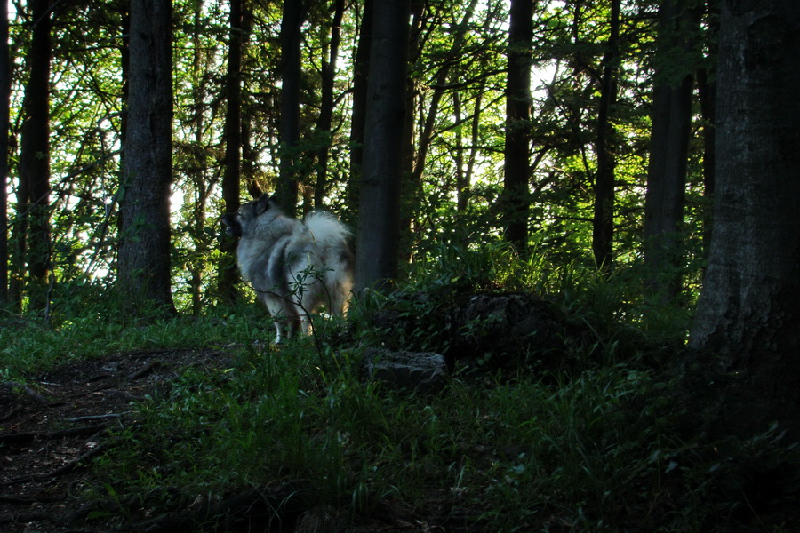 Hrebeňovka Lúčanskej Malej Fatry - 2 deň (Malá Fatra)