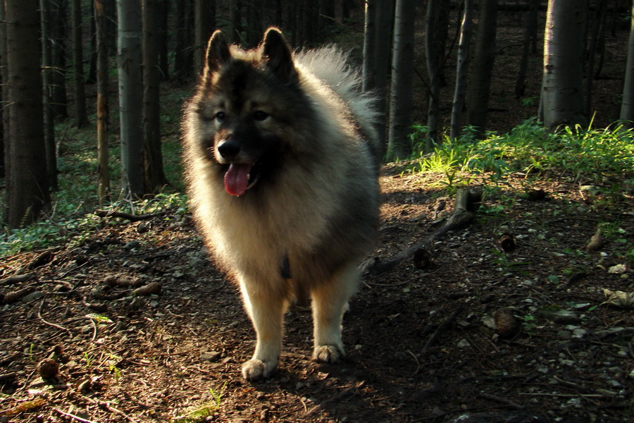 Hrebeňovka Lúčanskej Malej Fatry - 2 deň (Malá Fatra)