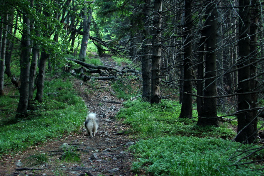 Hrebeňovka Lúčanskej Malej Fatry - 2 deň (Malá Fatra)