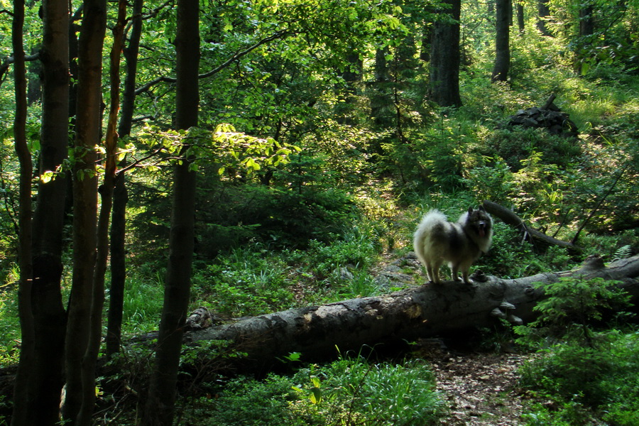 Hrebeňovka Lúčanskej Malej Fatry - 2 deň (Malá Fatra)