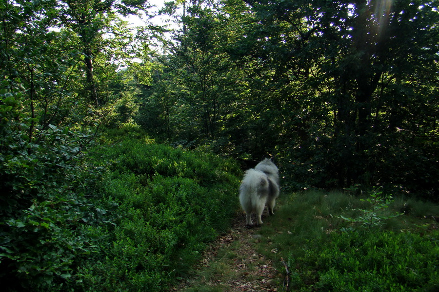 Hrebeňovka Lúčanskej Malej Fatry - 2 deň (Malá Fatra)