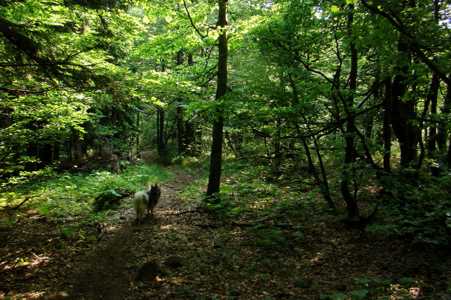 Hrebeňovka Lúčanskej Malej Fatry - 2 deň (Malá Fatra)