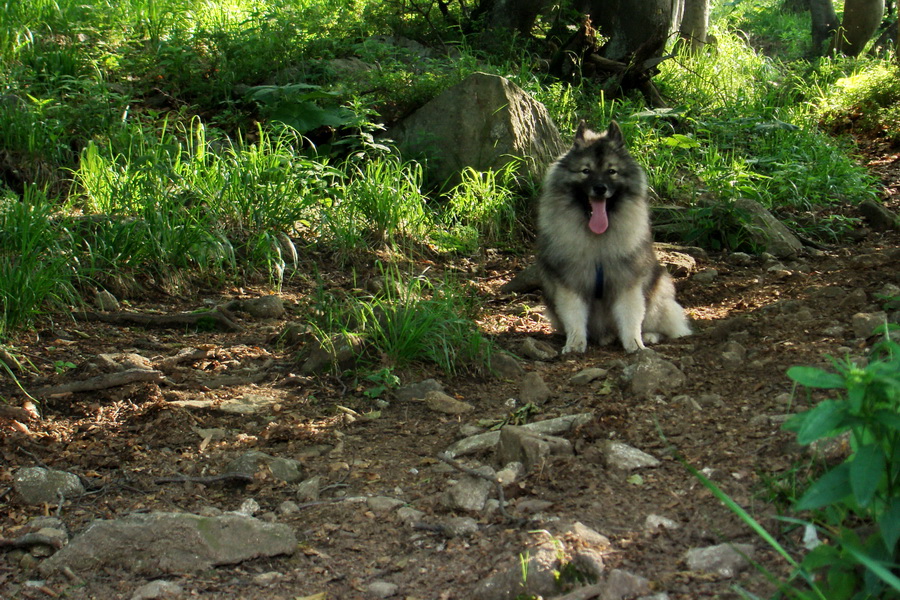 Hrebeňovka Lúčanskej Malej Fatry - 2 deň (Malá Fatra)