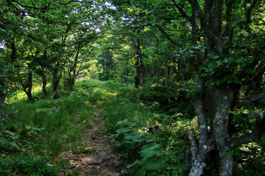 Hrebeňovka Lúčanskej Malej Fatry - 2 deň (Malá Fatra)