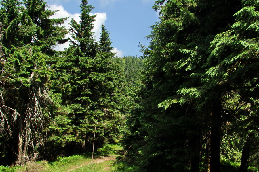 Hrebeňovka Lúčanskej Malej Fatry - 2 deň (Malá Fatra)